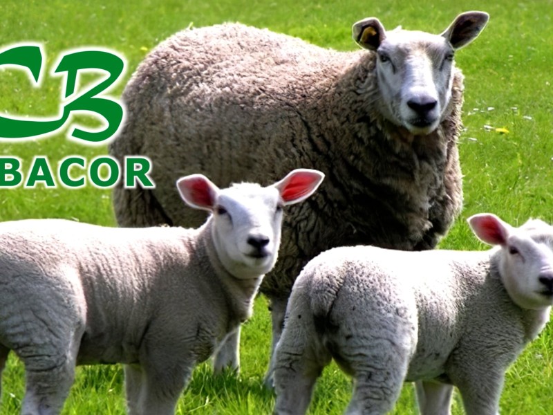 cebacor years cebacor years