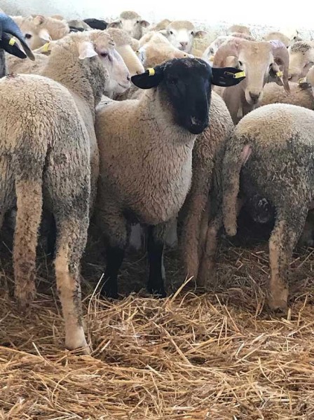 corderos cebacor corderos cebacor