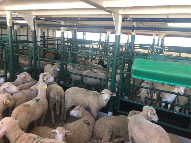 corderos cebacor corderos cebacor