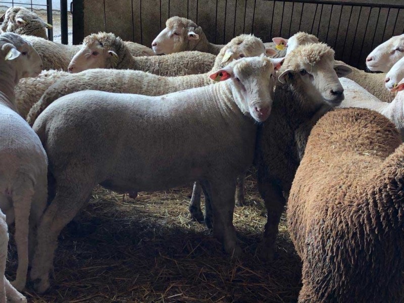 corderos cebacor corderos cebacor