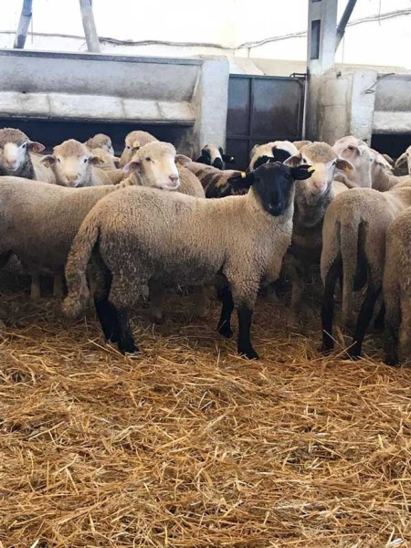 corderos cebacor corderos cebacor