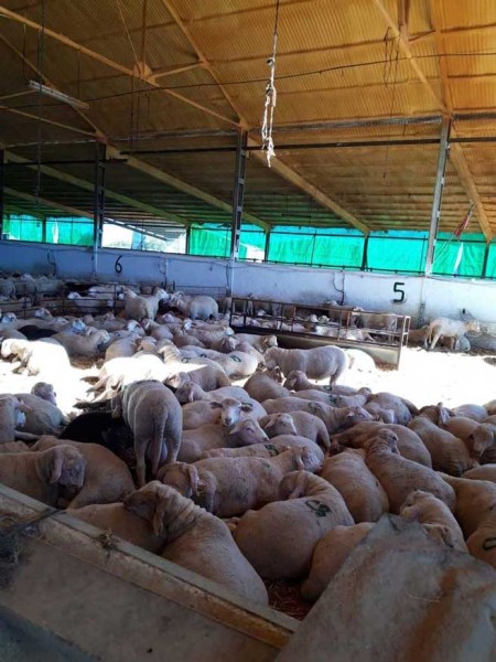 corderos cebacor corderos cebacor