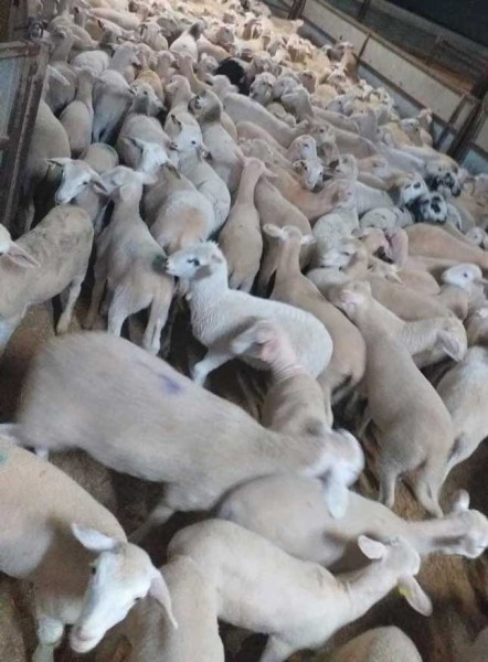 corderos cebacor corderos cebacor