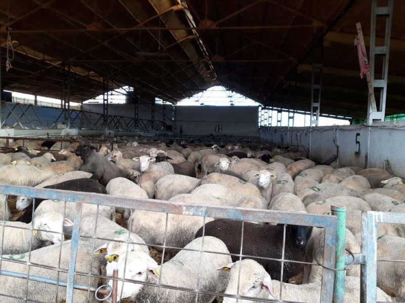 corderos cebacor corderos cebacor