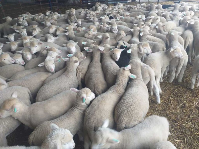 corderos cebacor corderos cebacor