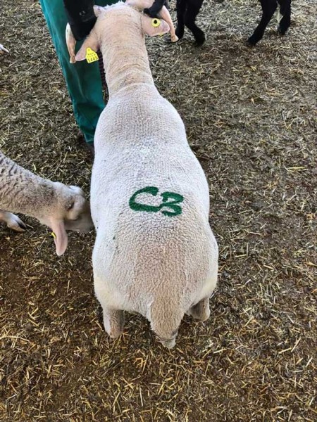 corderos cebacor corderos cebacor