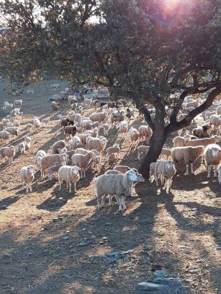 corderos cebacor corderos cebacor