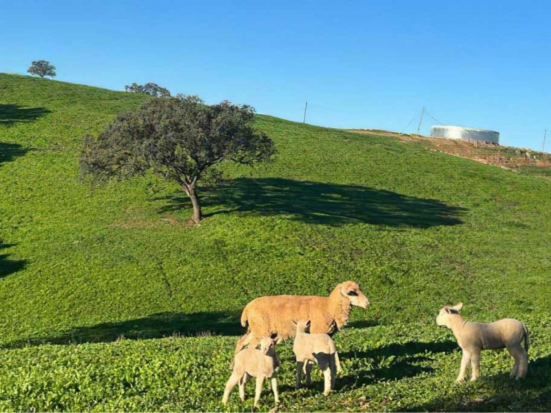 proceso cria   proceso cria