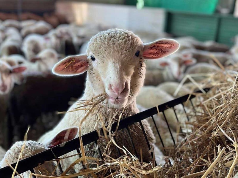 proceso cria   proceso cria