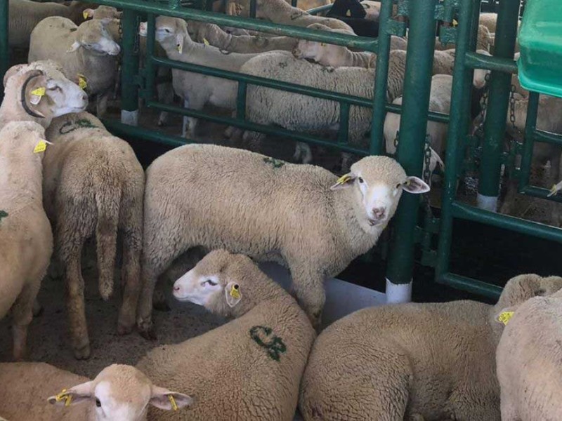 proceso cria   proceso cria