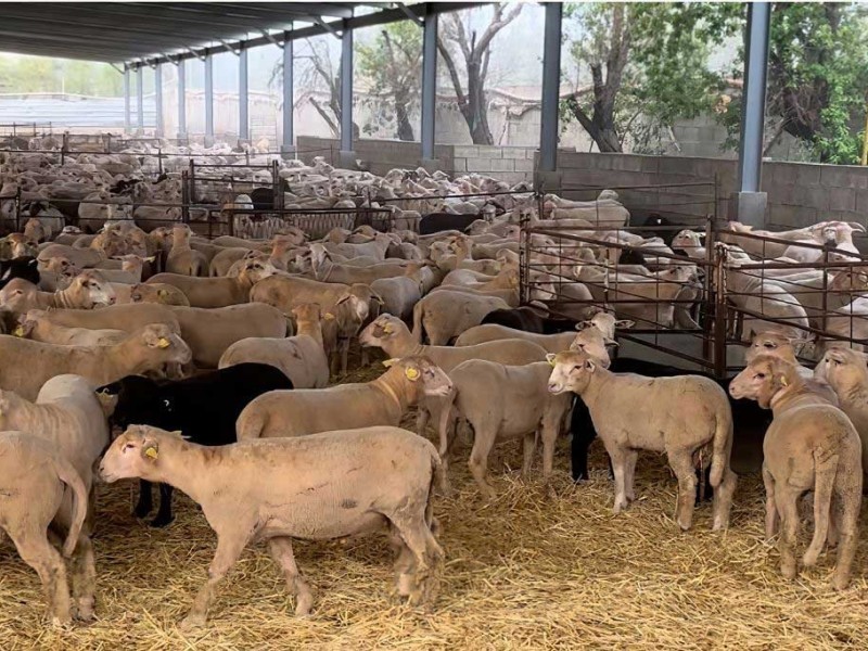 proceso cria   proceso cria