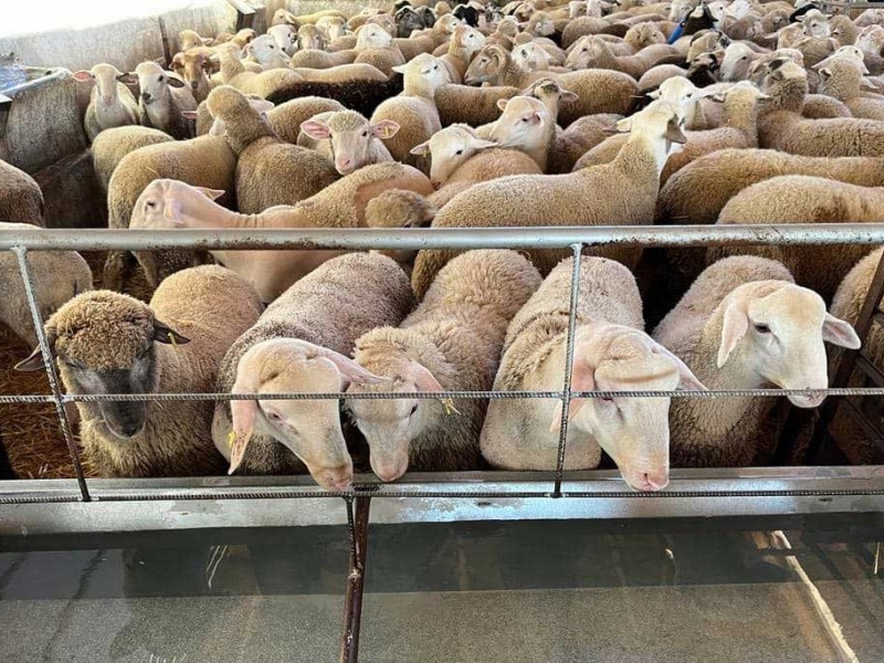 proceso cria   proceso cria