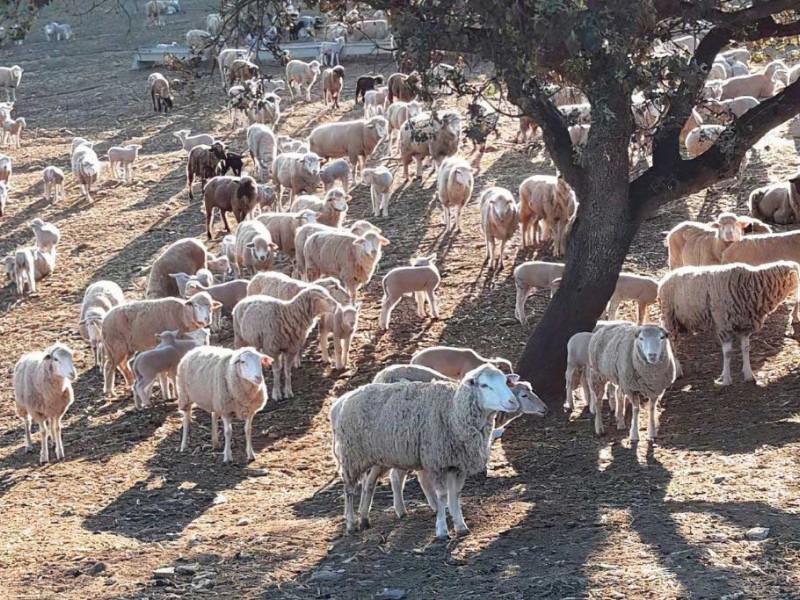 proceso cria   proceso cria