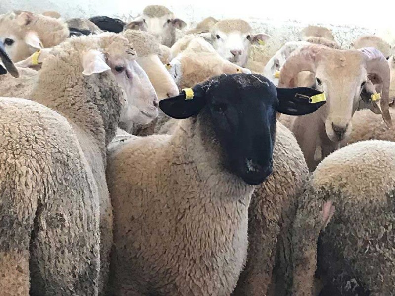 proceso cria   proceso cria