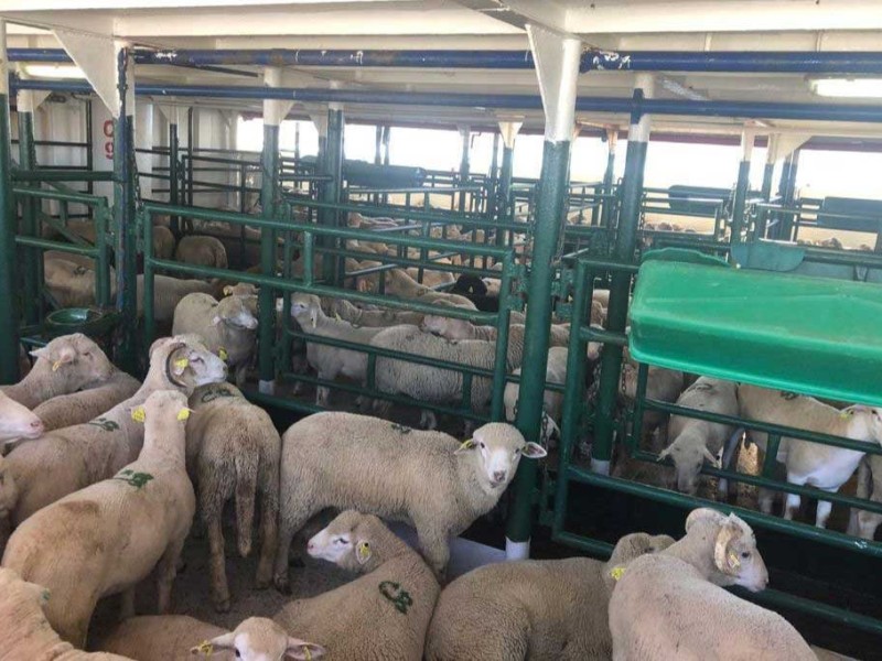 proceso cria   proceso cria