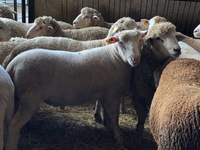 proceso cria   proceso cria