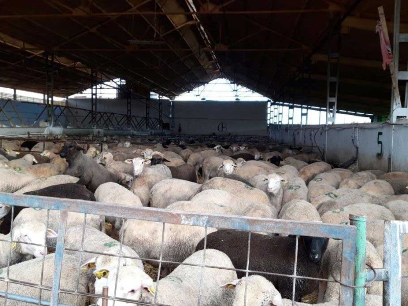 proceso cria   proceso cria