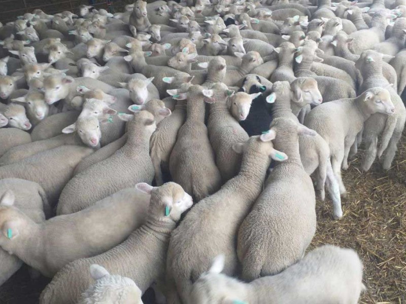 proceso cria   proceso cria