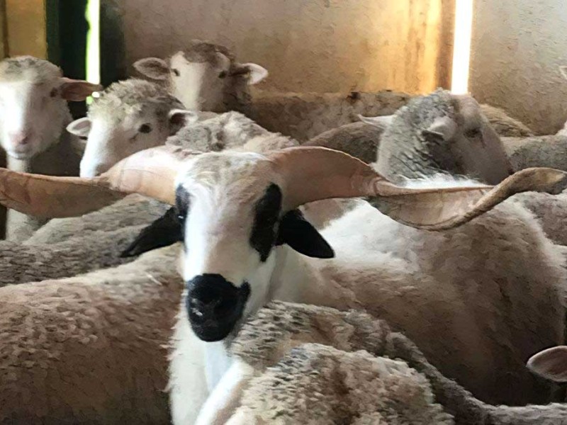 proceso cria borrego proceso cria borrego