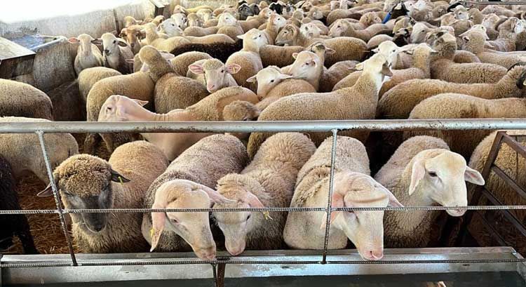 foto de ovejas y corderos en ganaderia