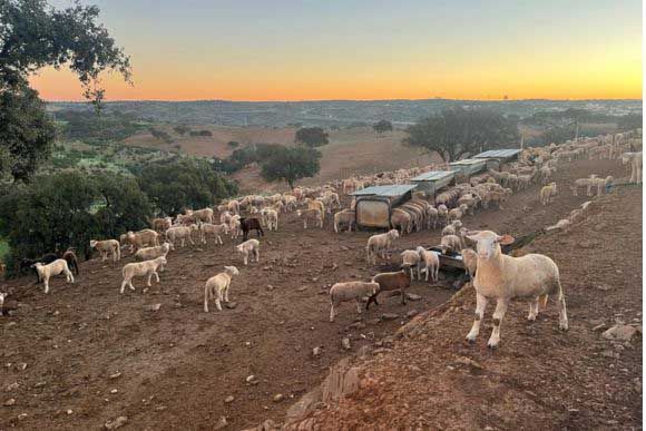 foto de grupo de corderos de cria en cebacor.com