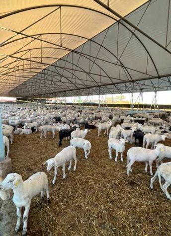 foto de instalaciones de corderos de cebacor