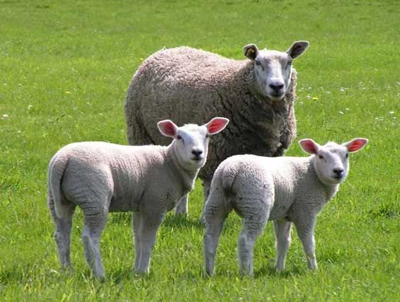 foto de corderos de cria en cebacor.com